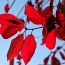 Valentine’s red